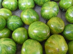 画像3: エアルームトマト・GREEN ZEBRA（オーガニック種子）【固定種/支柱・必要】