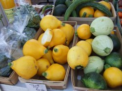 画像4: ズッキーニ・FLORIDOR F1【F1種】