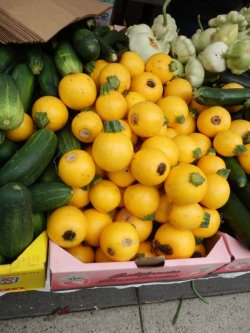 画像6: ズッキーニ・FLORIDOR F1【F1種】