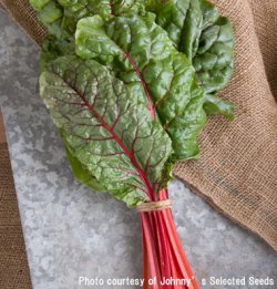 画像2: スイスチャード・RHUBARB CHARD【固定種】
