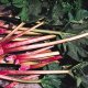 ルバーブ・Glaskins Perpetual Rhubarb【固定種】