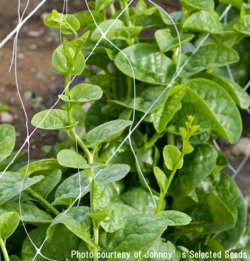 画像1: グリーンリーフ・Green Malabar Spinach【固定種】
