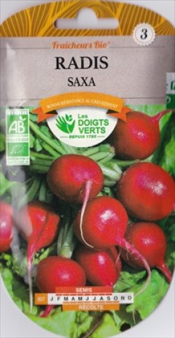 画像1: ラディッシュ・Saxa （オーガニック種子）【固定種】