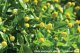 エディブルフラワー・スピランサス-Lemon Drops【固定種】