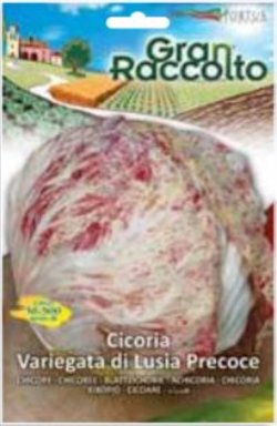 画像1: 【大袋】リーフチコリー・Cicoria Variegata di Lusia Precoce（早生種）【固定種】