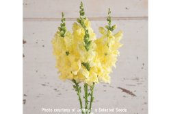 画像1: エディブルフラワー・Chantilly Cream Yellow(F1)【F1種】