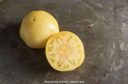 画像1: エアルームトマト・GREAT WHITE（オーガニック種子）【固定種/支柱・必要】
