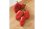 画像2: スイートペッパー・LUNCHBOX RED【固定種・オーガニック種子】 (2)