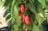 画像1: スイートペッパー・LUNCHBOX RED【固定種・オーガニック種子】 (1)