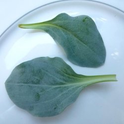 画像3: グリーンリーフ・Oyster Leaf-オイスターリーフ【固定種】