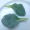 画像3: グリーンリーフ・Oyster Leaf-オイスターリーフ【固定種】 (3)