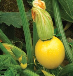 画像2: ズッキーニ・FLORIDOR F1【F1種】