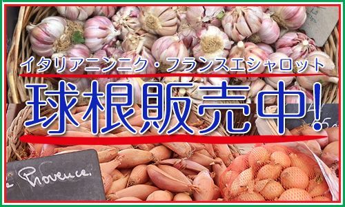 イタリアニンニク-フランスエシャロット球根販売中!