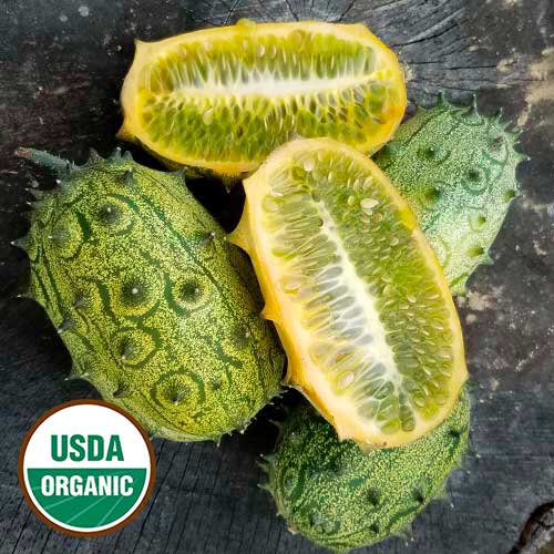 seed savers exchange社 キュウリ jelly melon