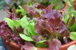 画像4: レタス・Red Salad Bowl【固定種】