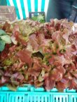 画像2: レタス・Red Salad Bowl【固定種】