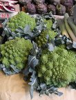 画像2: カリフラワー・Romanesco Natalino-中生種【固定種】