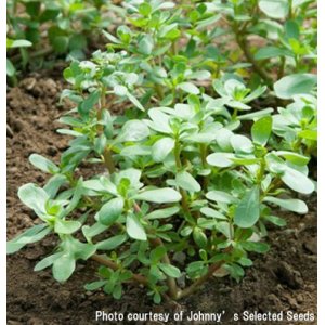 画像: グリーンリーフ・RED PURSLANE "GRUNER"【固定種】