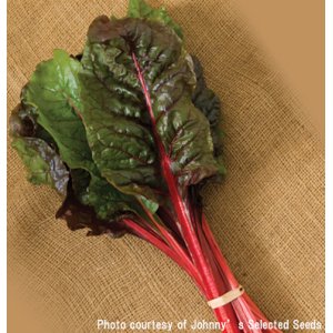 画像: スイスチャード・RHUBARB CHARD【固定種】