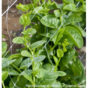 画像: グリーンリーフ・Green Malabar Spinach【固定種】