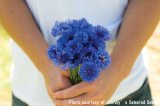 画像: エディブルフラワー・コーンフラワー-Florist Blue Boy【固定種】