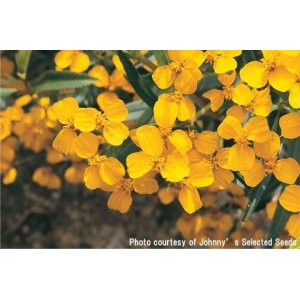 画像: エディブルフラワー・メキシカンマリーゴールド-Mexican Mint Marigold【固定種】