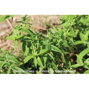 画像: ハーブ・マウンテンミント-Mountain Mint【固定種】