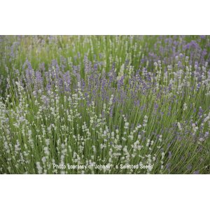 画像: ラベンダー MUNSTEAD-TYPE LAVENDER【固定種】