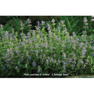 画像: ハーブ・CATMINT【固定種】