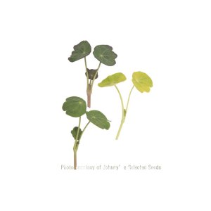 画像: グリーンリーフ・ナスタチウム-Shades of Green Nasturtium【固定種】