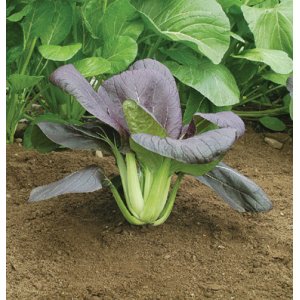 画像: グリーンリーフ・RED CHOI F1【F1種】