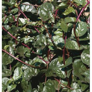 画像: グリーンリーフ・RED MALABAR SPINACH【固定種】