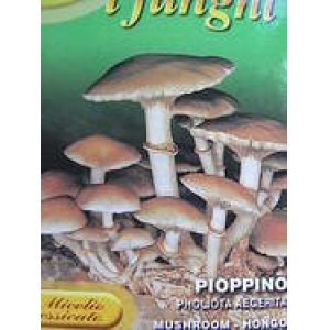 画像: PIOPPINO　Pholiota Aegerita