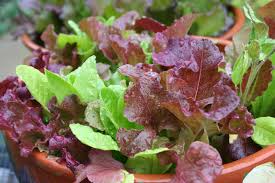 画像4: レタス・Red Salad Bowl【固定種】