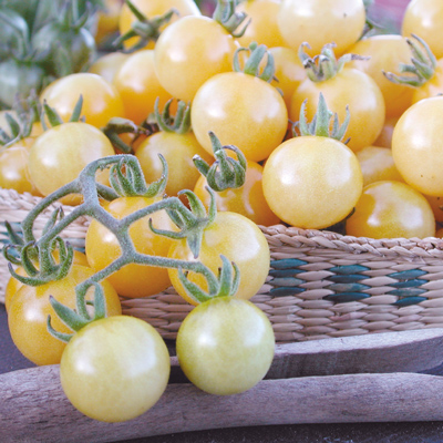 カラントトマト 白 White Currant Tomato Organic オーガニック種子