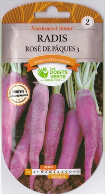 画像1: ラディッシュ・Radis rose de Paques【固定種】