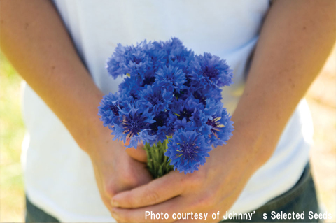 画像1: エディブルフラワー・コーンフラワー-Florist Blue Boy【固定種】