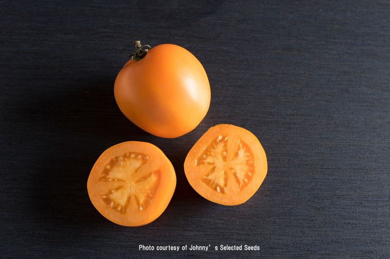 画像1: エアルームトマト・VALENCIA(オーガニック種子)【固定種/支柱・必要】