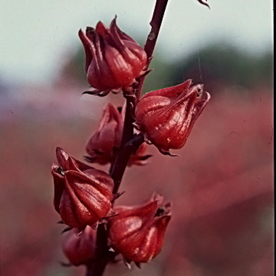 クッキングハーブ Red Drops Hibiscus