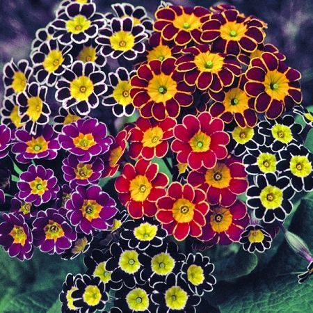 Hd限定プリムラ 種 最高の花の画像