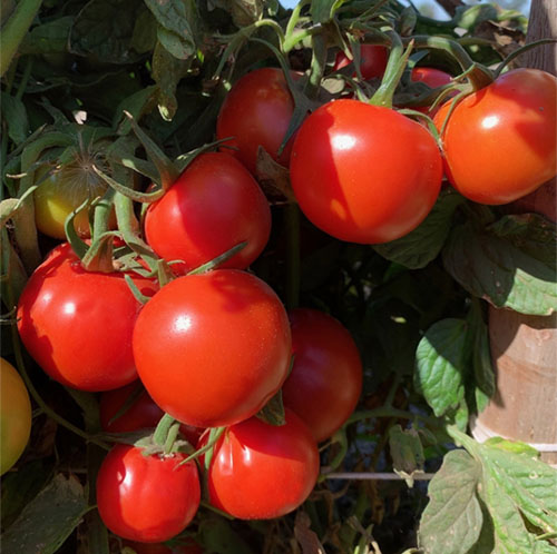 エアルームプラムトマト Alaskan Fancy オーガニック種子