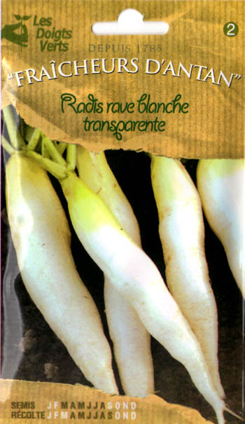 画像1: ラディッシュ・Rave blanche transparente【固定種】